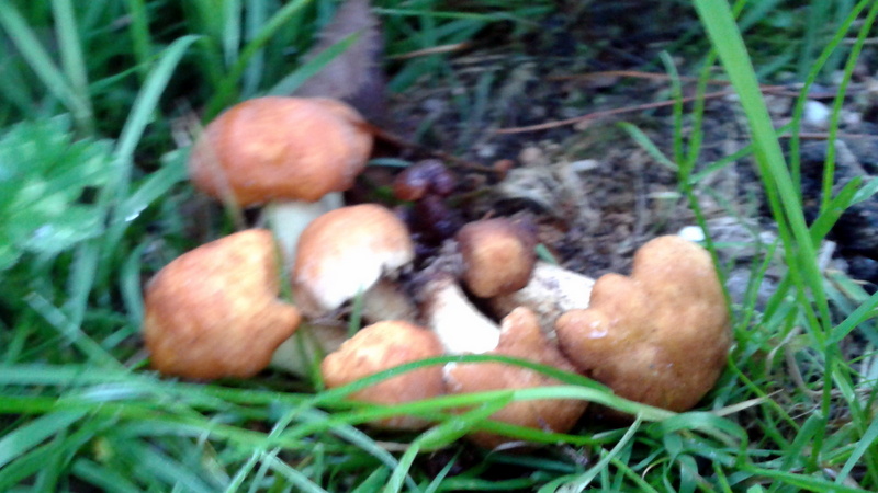 Imagen de setas en el campo
